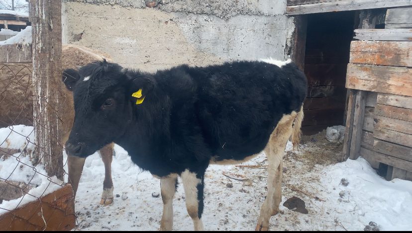 Продам 3 телят почти годовалые