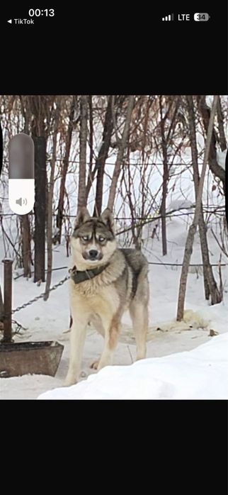 Продам собаку Хаски