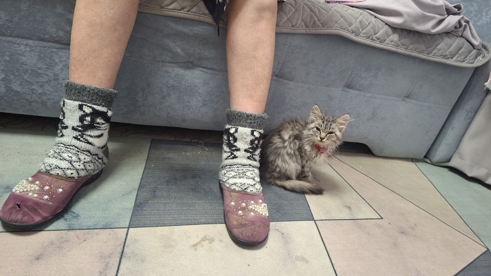 Котенок метис найден
