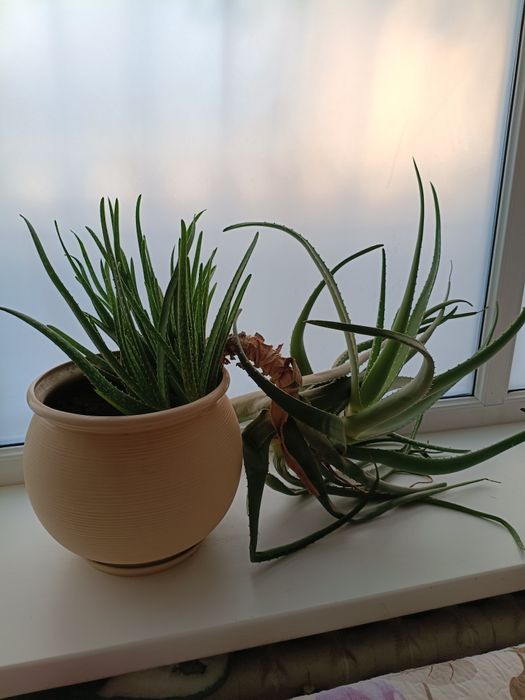 Алоэ Вера восьмилетний