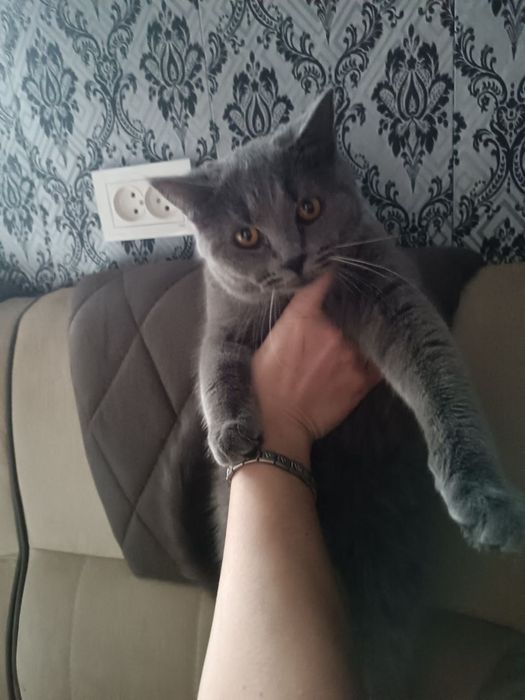 Отдам в добрые руки кошек мальчика и девочку