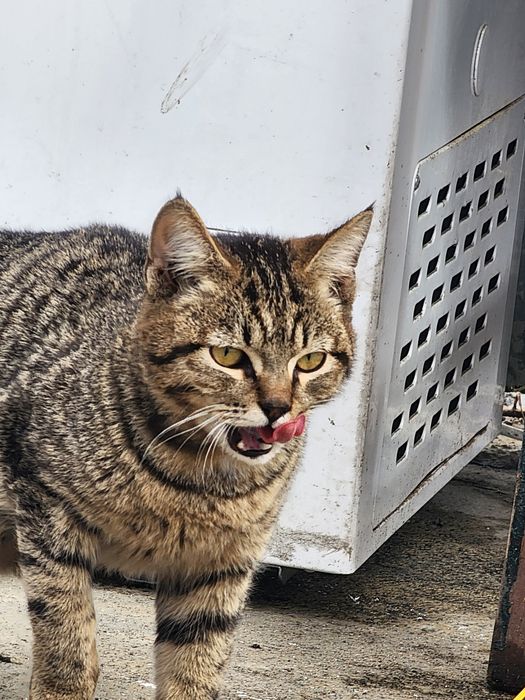 Отдам в хорошие руки.