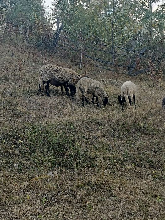 O oaie și două miele
