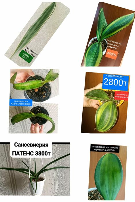 КОМНАТНЫЕ растения 1000т