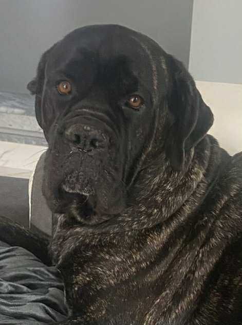 Кане Корсо 7.11.2025г. Момичета !