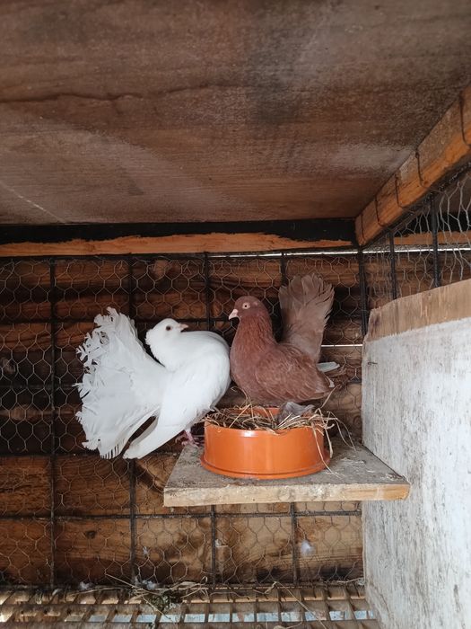 porumbei voltati ( rotati) curcanasi