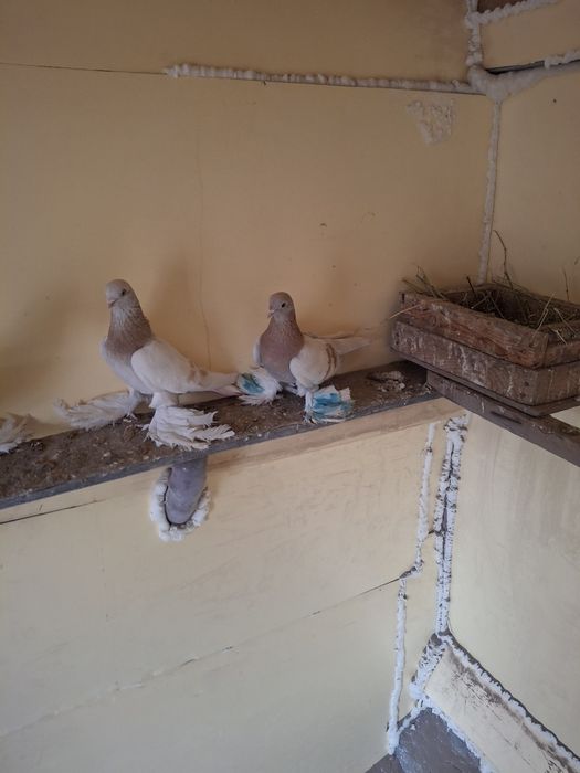 Продам пару тасманов