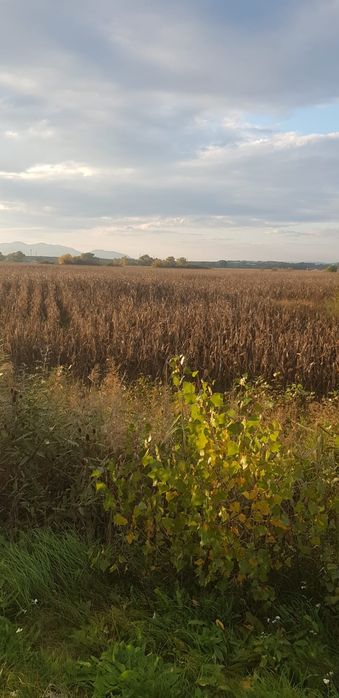 Vand urgent Teren DN Simeria -Hateg(Spate la Petrom) !!!