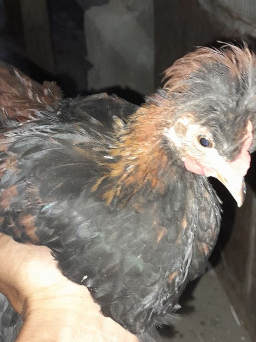 Япончиклар сотилади