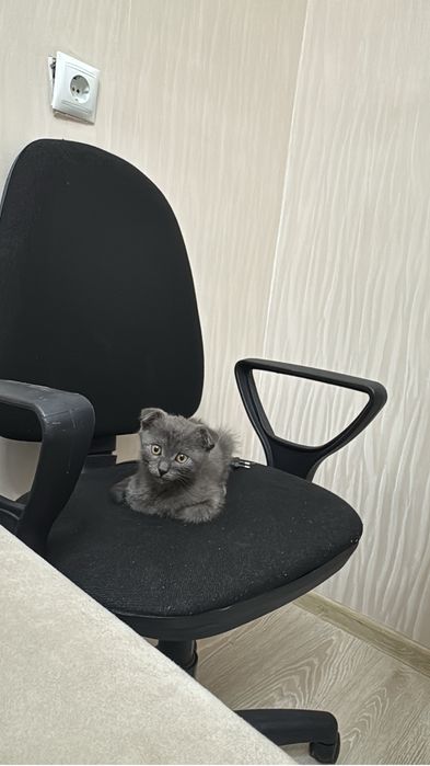 Отдам в хорошие руки