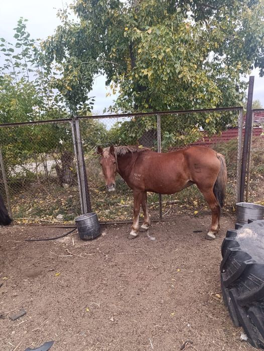 Продам Кобылу жеребую
