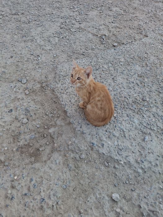 Котята, мальчик, девочка