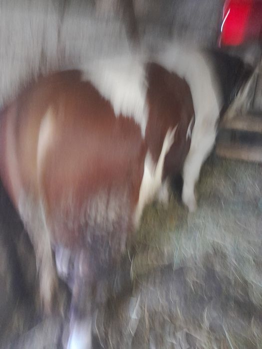 Taur bălțat de vînzare