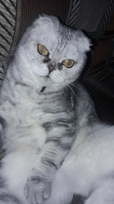 Шотландская кошка.