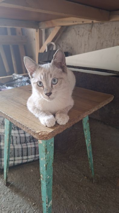 Отдам котят в хорошие руки