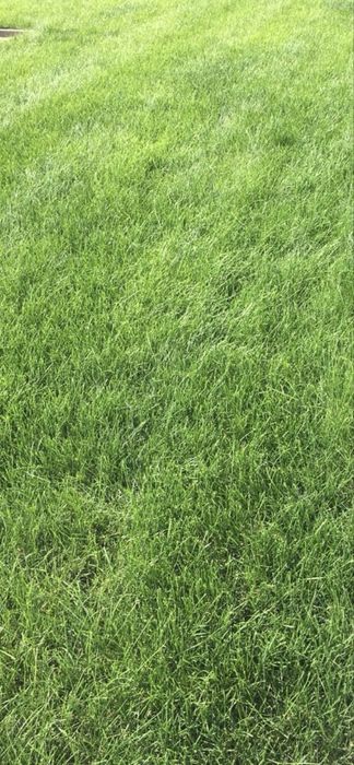 Газон зеленый  сочный газон под ключ