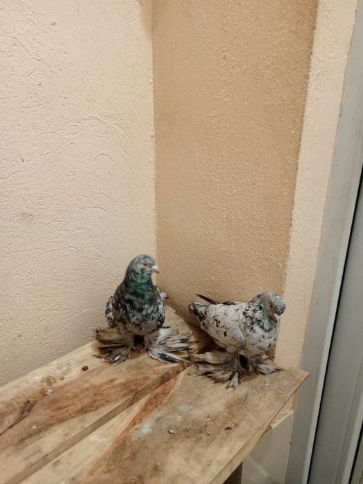 Пара челкарей кептер голуб