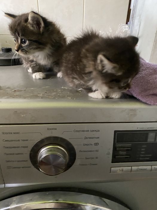 Котята очень красивые