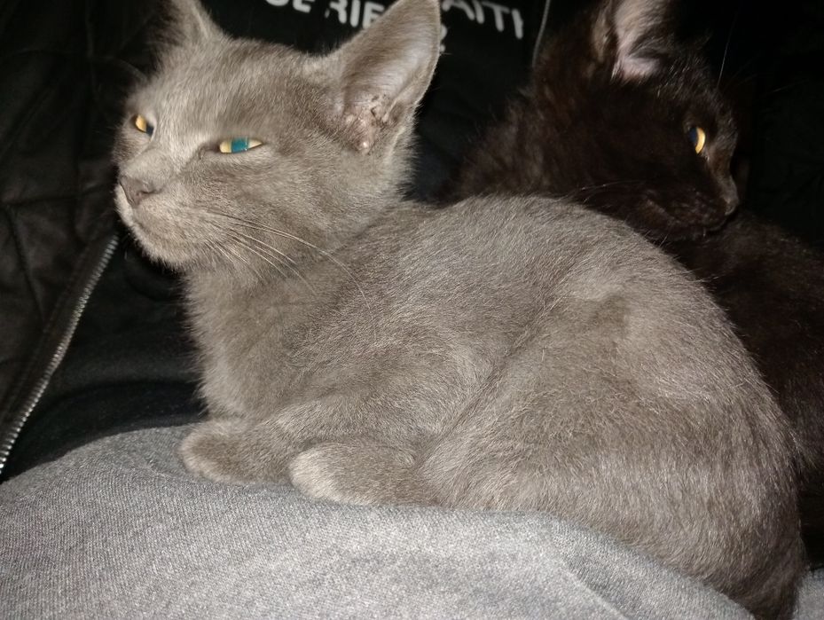 Срочно продаю двух котят