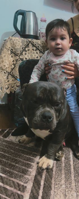 Câine American bully pocket