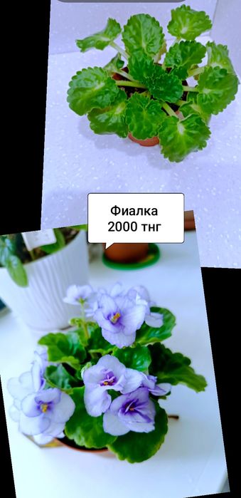 Продам комнатные цветы