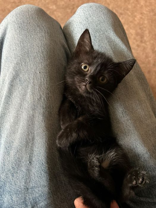 Котята с приданным