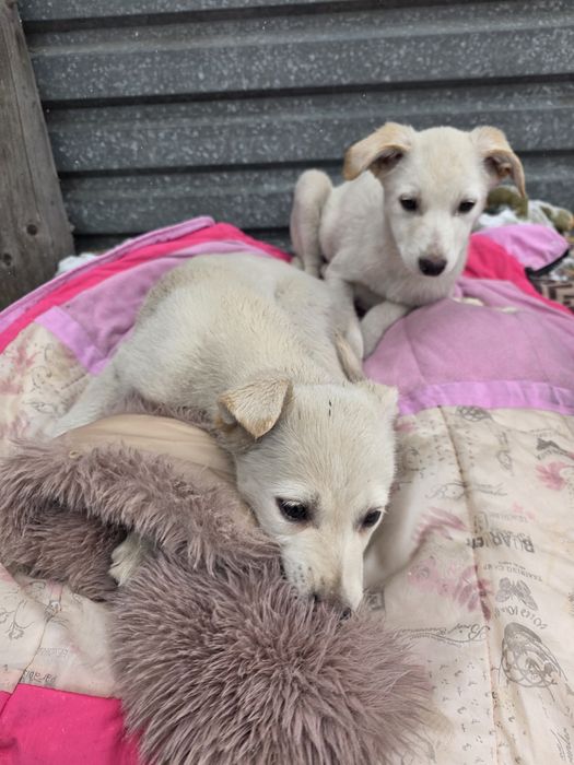 Самая сладкая девочка Джесика   2 месяца