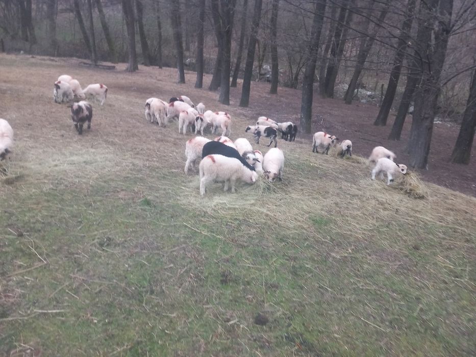 Miei crescuți bio schimba destinația