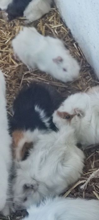 Морские свинкии