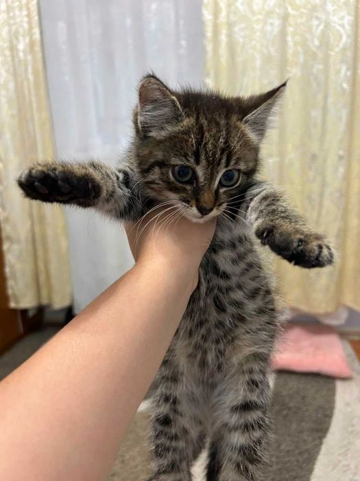 Отдам котенка бессплатно