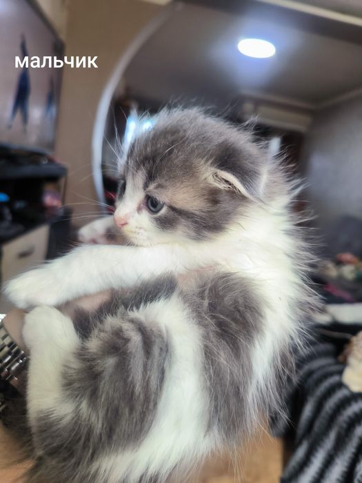 Продам шотландских котят