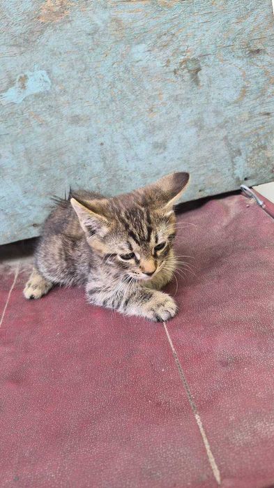 Отдам котят, бесплатно