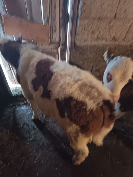 Vițele bălțată romanescă