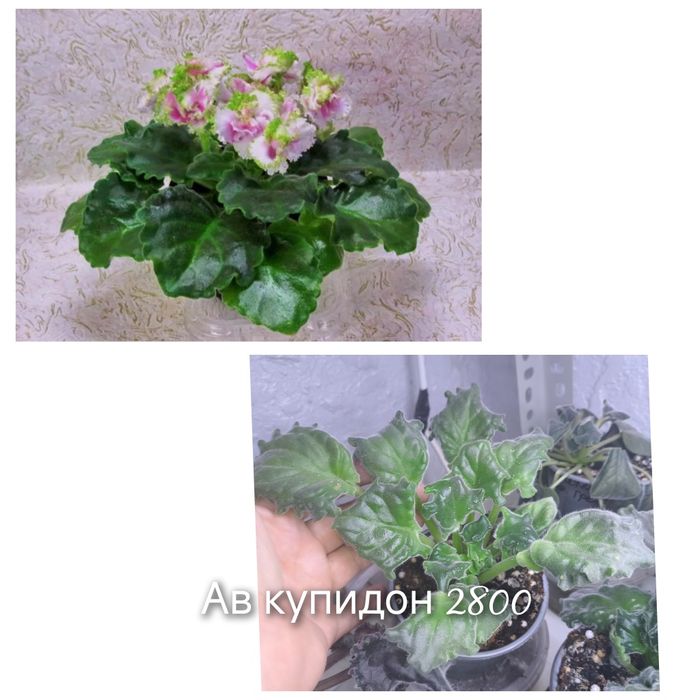 Фиалки сортовые взрослые