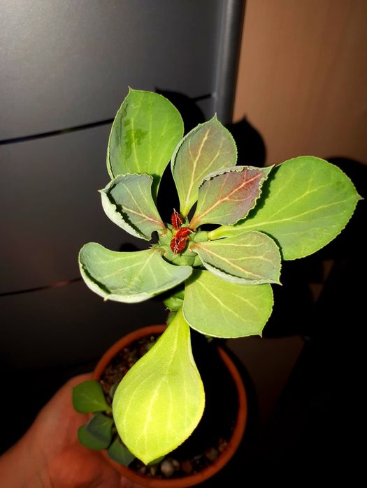 Монадениум Суккуленты  Комнатные цветы