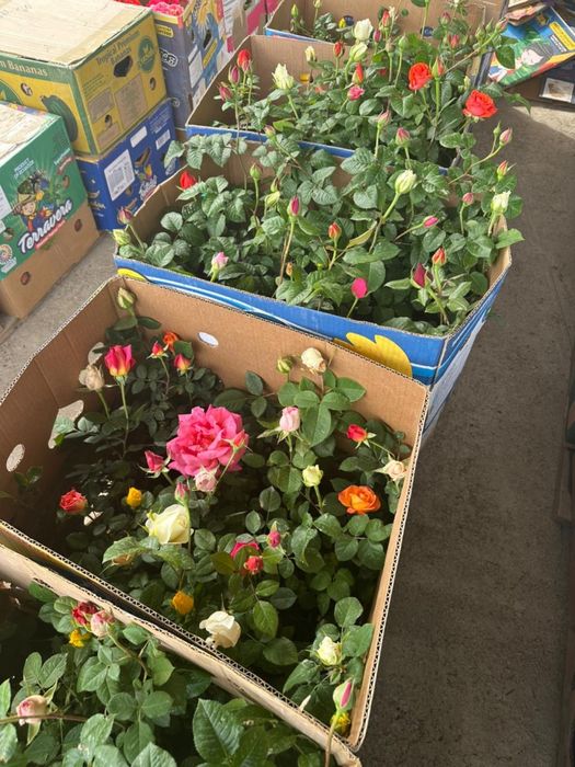 Лаванды, розы оптом