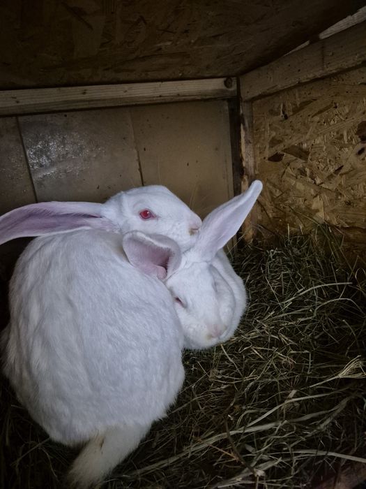 Vând iepuri ,3 iepuroaice ,2 iepuroi