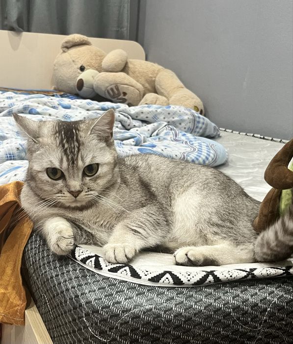 отдам кошку в хорошие руки