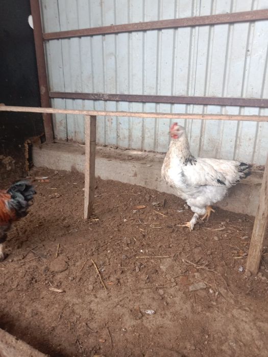 Тауык, кораз сатылады