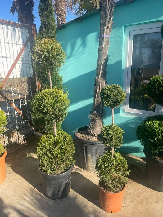 Pepiniera proprie plante ornamentale