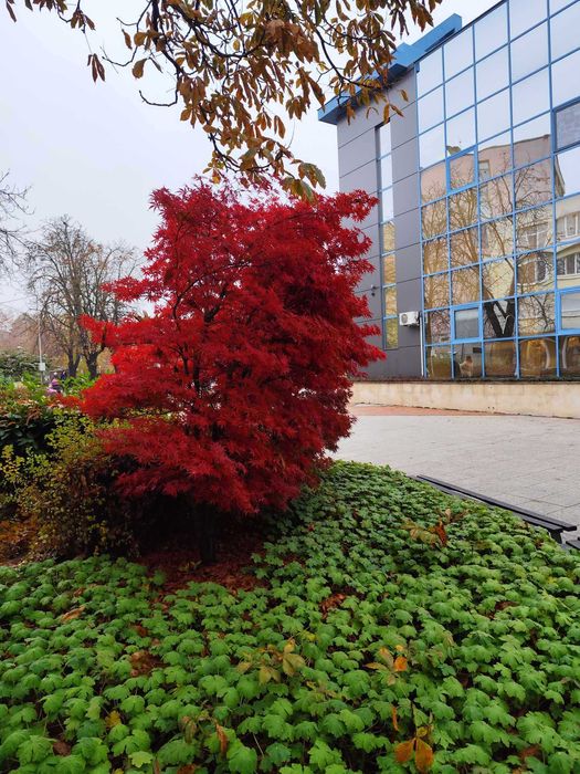 Японски клен - Ацер Студоустойчив Налични 5 вида