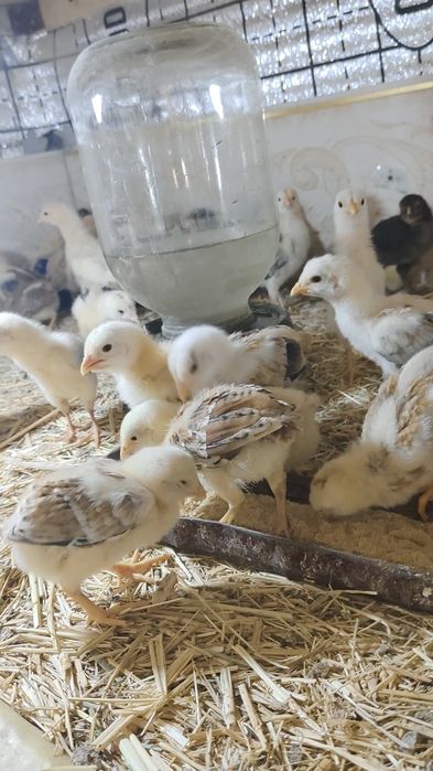 Жожалар бор 15 кунлик 1 ойлик 4 ойлик