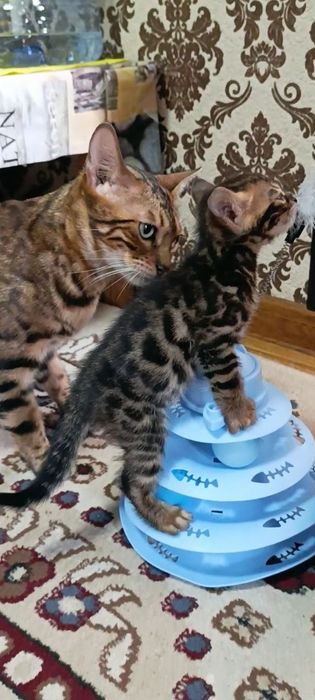 Продаются бенгальский котик котята