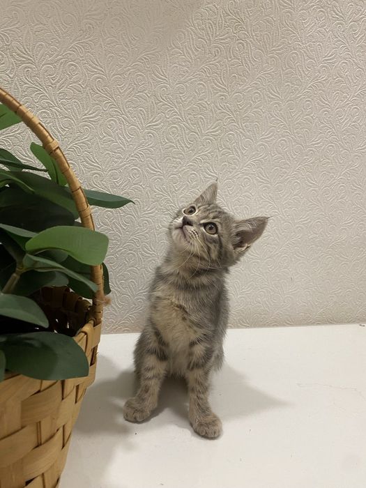 Продаем домашних котят,вакцинированые в надёжные, любищие руки