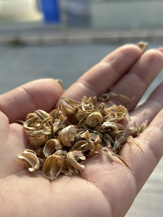 цветы семена календула