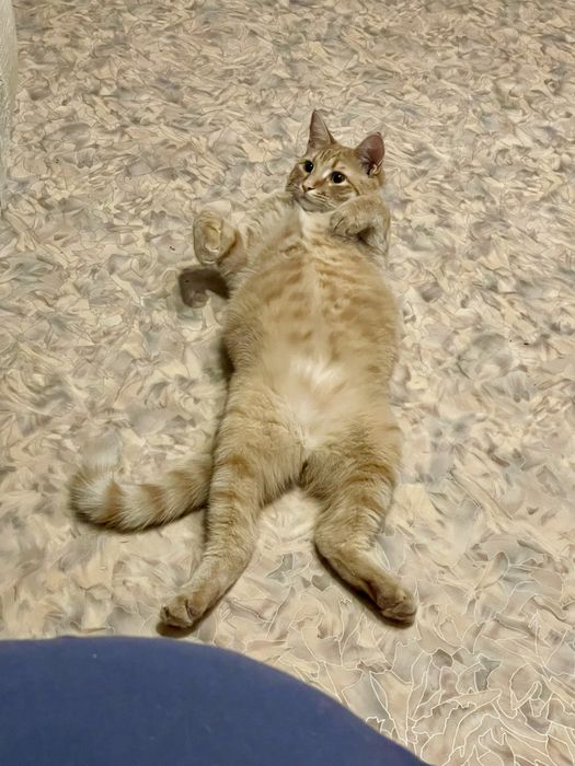 Отдам кота в добрые руки