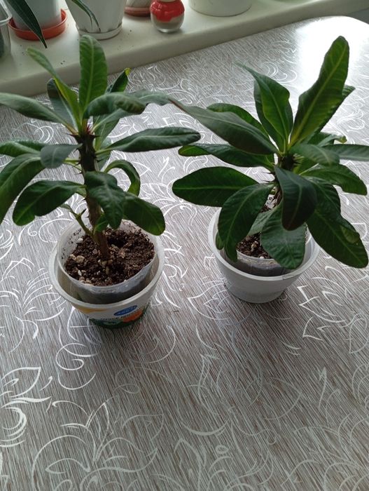 Продам малочай милю крупноцветковую