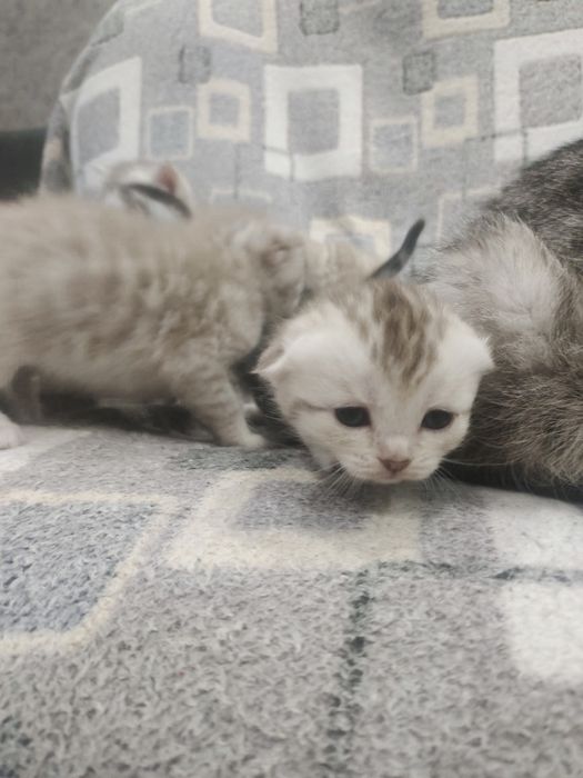 Котята шотландские вислоухие