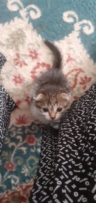 Продам котёнка шотландский вислоухий.