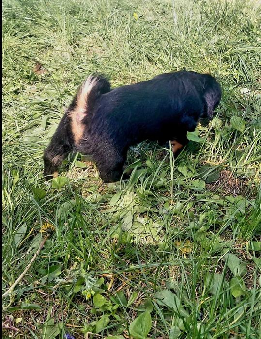 Pui de catelusa  metis teckel